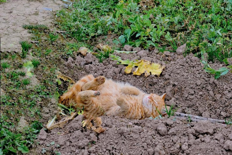 别人问我在农村靠什么活着？靠雪山大地、日升月落、四时耕种活着